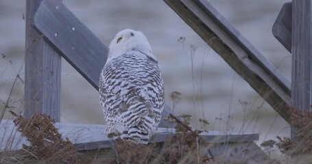 Wall Mural - Snowy owl perched on wooden frame near beach dunes in cold coastal environment.