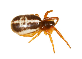 Wall Mural - A spider is sitting on a white background