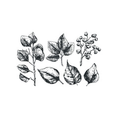 Wall Mural - Hand Drawn Botanical Sketch of Leafy Branches and Berries