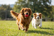 © Yi - Two dogs running on green grass, brown long-haired dog carrying red ball in mouth followed by small black and white puppy, fur blowing in wind with sunny blurred trees and sky background.