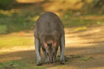 Wall Mural - portrait of a cute dusky wallaby