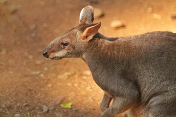 Wall Mural - portrait of a cute dusky wallaby