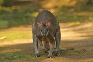 Wall Mural - portrait of a cute dusky wallaby