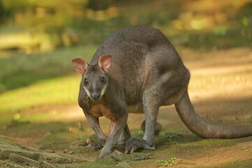 Wall Mural - portrait of a cute dusky wallaby