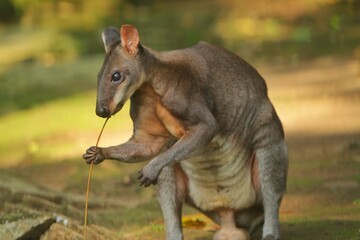 Wall Mural - portrait of a cute dusky wallaby
