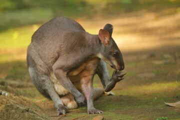 Wall Mural - portrait of a cute dusky wallaby