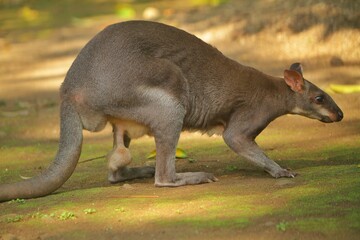 Wall Mural - portrait of a cute dusky wallaby