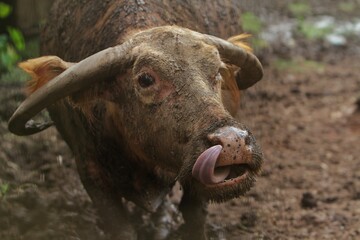 Wall Mural - close up of an albino buffalo