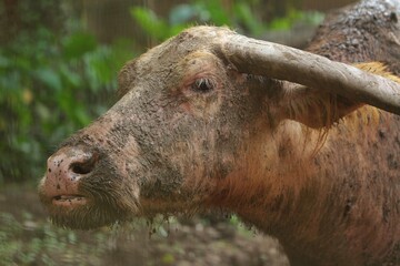 Wall Mural - close up of an albino buffalo