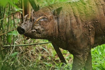 Wall Mural - close up of a cute babirusa