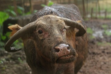Wall Mural - close up of an albino buffalo