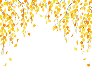 Wall Mural - Vector Background with Autumn Weeping Birch Branches.