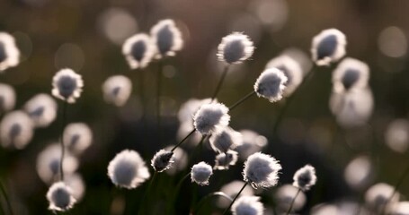 Wall Mural - beautiful light hits cottongrass as it sways in the wind.