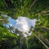 Blue Sky Above Tropical Rainforest Green Canopy Leaves With Sunlight Beaming Through Tree Tops From Ground Level Low Angle View Scenic nature landscape wallpaper background