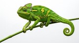 Vibrant green chameleon perched on a branch against a stark white background