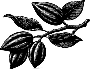 Vintage cacao tree branch with pods engraving for botanical design