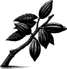 Cacao tree branch with leaves and pods engraved illustration for design