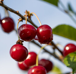 Wall Mural - A bunch of red cherries hanging from a tree