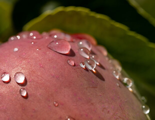Wall Mural - A red apple with water droplets on it