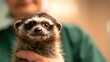 © ABD Miah - Close up of a curious meerkat being held by a person