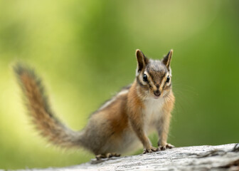 Wall Mural - Chipmunk, (Neotamias tamias)