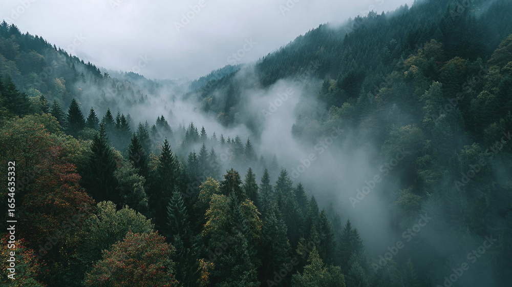 Misty forest landscape aerial view nature photography foggy woods ...