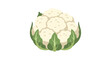 © Rizky - Illustration of a Cauliflower Head with Green Leaves in a Simple, Minimalist Style Emphasizing Freshness and Natural Vegetables for Healthy Eating