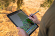 © ADDICTIVE STOCK - Farmer using tablet in olive grove for smart agriculture