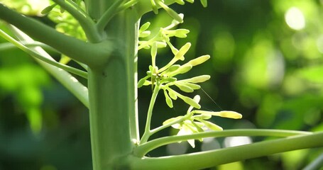 Wall Mural - Male papaya flower against a beautiful green background