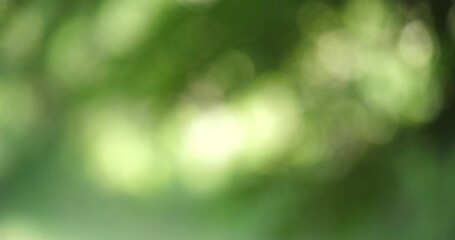 Wall Mural - blurred green background with beautiful bokeh, nature background