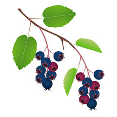 Wall Mural - Branch with fruits irga and leaves on a white background..eps