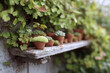 © SolaruS - Rustic charm A row of potted succulents on a weathered wooden shelf, surrounded by lush greenery. Evokes tranquility and natural beauty. Perfect for gardening themes.