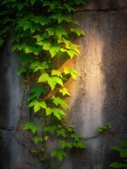 Wall Mural - Virginia creeper climbing on concrete wall in golden hour light, close up shot, natural beauty, tranquil scene, nature photography