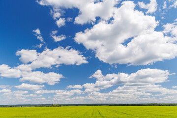 Wall Mural - wide green field under a sunny sky with scattered white clouds