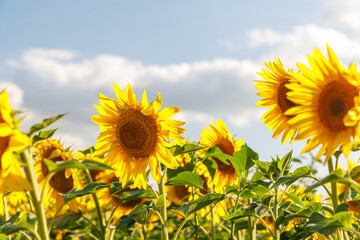 Wall Mural - sunflower field in full bloom
