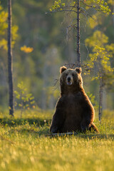 Wall Mural - Big male brown bear standing against a tree at summer evening