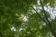 © Poncho White - Primer plano contrapicado de densas hojas verdes y ramas de un árbol con el sol brillando intensamente a través del follaje.