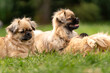 © nitka_zaplatana - Wypoczywające psy rasy spaniel tybetański