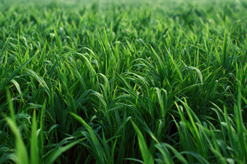 Wall Mural - Green grass field generative AI