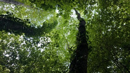 Wall Mural - tall trees with lush green leaves, forest tranquility, nature’s beauty