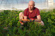 © Maria - A smiling middle-aged man looks at the torn organic carrot in his hands. Farming and gardening concept