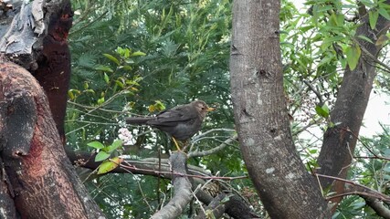 Wall Mural - A brown bird perched quietly on a tree in a natural forest habitat. Turdus poliocephalus, Tropical Bird in wildlife.
