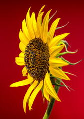 Wall Mural - A vibrant yellow sunflower on a bold red background
