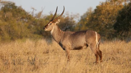 Wall Mural - a big male waterbuck (kobus ellipsiprymnus) standing in natural habitat, kruger national park, south