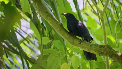 Wall Mural - black-billed koel eudynamys melanorhynchus cuckoo bird in cuculidae endemic to forest and woodland o
