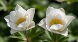 Elegant duo of white anemone flowers showcasing pristine petals and vibrant centers