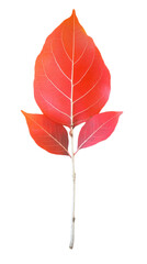 Wall Mural - Isolated Vibrant Red Autumn Leaf with Detailed Veins, cut out transparent
