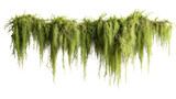 Green hanging moss and foliage with delicate tendrils against a white background, cut out transparent