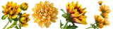 Set of vibrant orange and yellow chrysanthemum flowers collection, isolated on transparent background