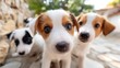 © Preecha - Outdoor photography of an adorable group of puppies looking down into the camera, perspective from below, wide angle lens, surrounded by a farmyard, soft natural daylight, cinematic lighting, ultra